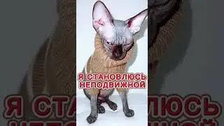 Самая злая в мире лысая кошка сфинкс