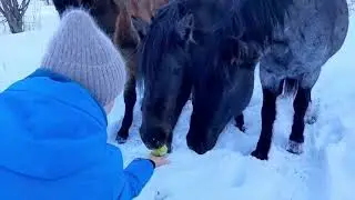 Horses in the forest