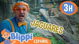 Jaguares con Blippi en el zoologico 🐆| Blippi Español | Videos educativos para niños