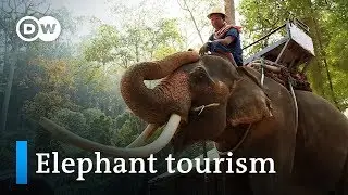 Elephant rides in Thailand: Fun or cruel? | DW Documentary