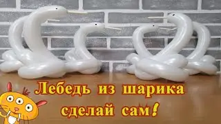 Лебедь из шарика. Как сделать лебедя из шдм.