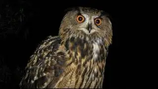 EL BÚHO REAL :EL REY DE LA NOCHE