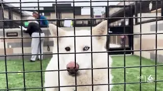 California Adopt-a-Pet Day comes to Slo for the first time ever