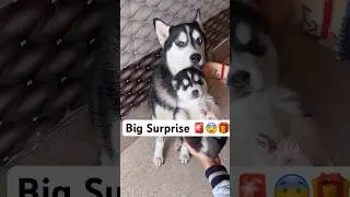 Something Wrong 🚨 with husky puppy  #loveya #dog #trendingsongs #husky #loveya #shorts ￼