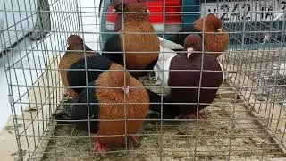 Ярмарка голубей село Александровское. Птичий рынок.