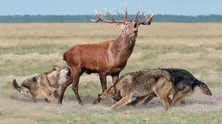 Эти Волки Окружили Огромного Оленя! Вот Что Было Дальше...