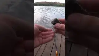 Уловистый макушатник #рыбалка #карась #fishing #макушатник #shorts