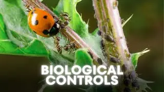 Controlling pests using predatory and parasitoid insects