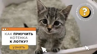 Как приучить котенка к лотку? Советы от зоопсихолога (фелинолога)