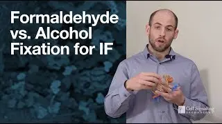 Formaldehyde vs. alcohol fixation for immunofluorescence (IF) | CST Tech Tips