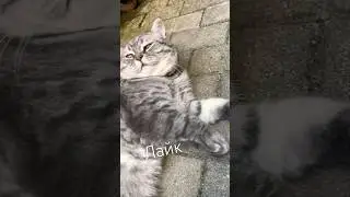 Кот Лайк 