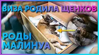 Наша Малинуа Виза стала мамой | Роды бельгийской овчарки | Новорожденные щенки Малинуа | Школа DRED