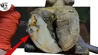 *this is INCREDIBLE!*  -  CAVITY in COWs HOOF blows BUBBLES