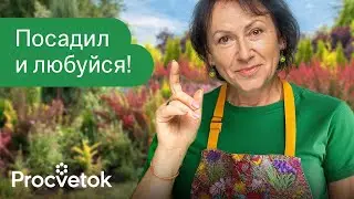 8 РОСКОШНЫХ КУСТАРНИКОВ, КОТОРЫМ ВООБЩЕ НЕ НУЖЕН УХОД!