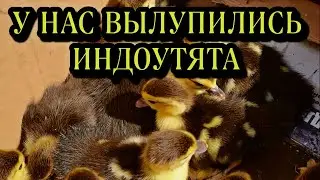 У нас вылупились индоутята