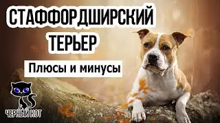 ✔ Стаффордширский терьер: достоинства и недостатки породы