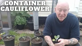 Grow Container Cauliflower