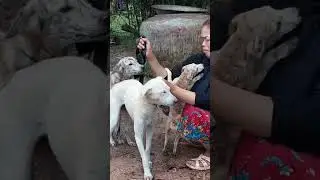 Very important dog breeding story