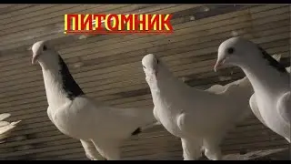 Питомник широкохвостых голубей Артура Тимошевского в Краснодаре!