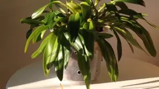 Windowsill Cattleyas in December - Update