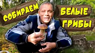 Весёлые ГРИБНИКИ СОБИРАЮТ 🍄 съедобные ГРИБЫ в лесу