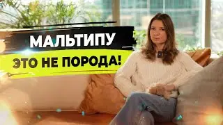 Мальтипу — гибрид мальтезе и пуделя. Чем отличаются мальтипу f1 от мальтипу f2?