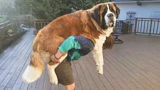 When Your Big Dog Thinks He's a Little Puppy! 🤣 Funny dogs videos