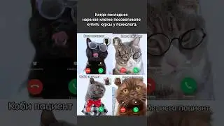Кот у психолога #питомцы
