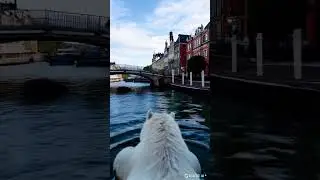 Polar bear swimming in Amsterdam #kling #klingai #polarbear