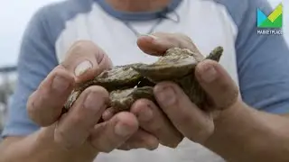 The Oyster Farmer of Wall Street