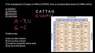 mRNA bases and codons