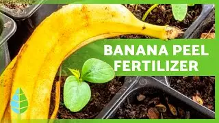 DIY BANANA PEEL Fertilizer 🍌🌿 Easy Fertilizer Tutorial ✅