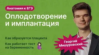 6.108. Оплодотворение и имплантация | Анатомия к ЕГЭ | Георгий Мишуровский