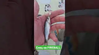 Елец на FIREBALL