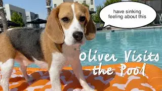 Cute beagle's first time swimming