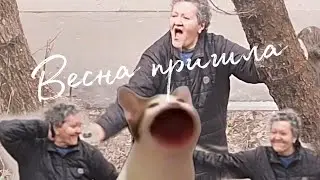 Весна пришла.Под окнами орут не только коты.🌱