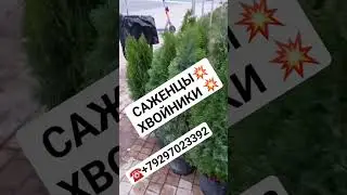 САЖЕНЦЫ/ХВОЙНИКИ И РАЗЛИЧНЫЕ ВИДЫ ДЕКОРАЦИИ✅️