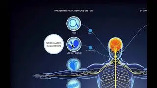 Wix Design: Simple rollover effect in Wix for a Medical Diagram