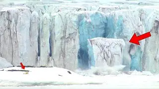 Polar Bears Playing Next To Glacier Calving