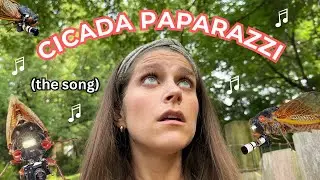 Cicada Paparazzi - Sarah Maddack Official Video