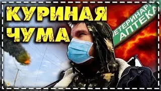 Chicken PLAGUE attacks! How to treat, and where to get the vaccine? (Newcastle disease)