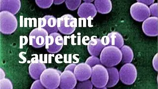 Important properties of staphylococcus aureus | Bacteriology microbiology lecture