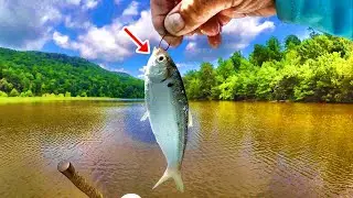 Fishing Livebait THIS WAY Makes Catching Fish Easy!