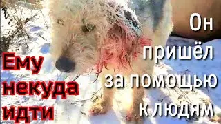 Бездомный пёс выживал зимой / он пишел  за помощью к людям/help save the dog