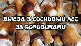 Накосил белых грибов в сосновом бору!