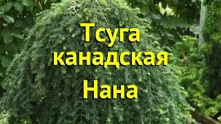 Тсуга канадская канадская Нана. Краткий обзор, описание характеристик tsuga canadensis nana Нана