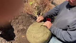 How to put a ball on a bare root tree.