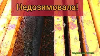 Ну вот приплыли!!! Потери на пасеке!