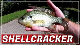 Fishing with Worms for Big Shellcracker and Bluegill (Float Fishing)