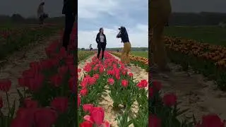 Photographing A Stranger At A Tulip Farm